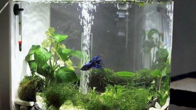 Photo of The Best Small Aquariums