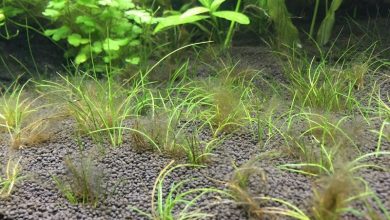 Photo of Algae in the Aquarium: Types, Causes and How They Are Eliminated