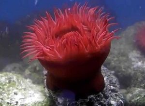 Photo of Sea anemone