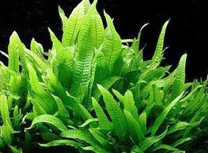Photo of Java fern
