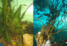 Photo of Best Aquarium Algaecides
