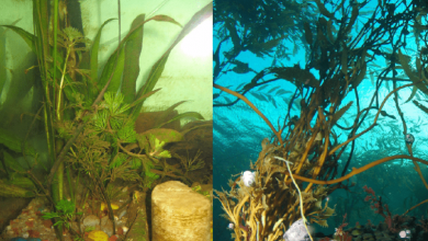 Photo of Best Aquarium Algaecides
