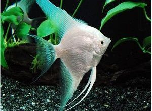 Photo of Angelfish (Scalar Fish)