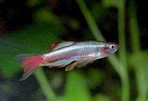 Photo of Chinese Neon Fish, Tanichthys Albonubes