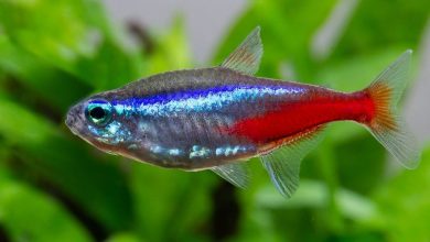 Photo of Neon Fish, Neon Tetra