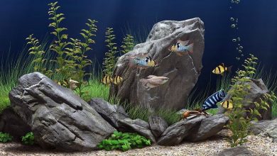 Photo of Best Aquarium Stones