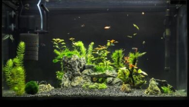 Photo of The best filter for 45 liter tanks
