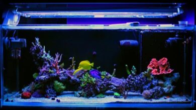 Photo of Where is a good place to put the aquarium?