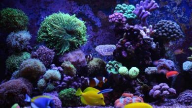 Photo of LED VS Fluorescent Aquarium Light