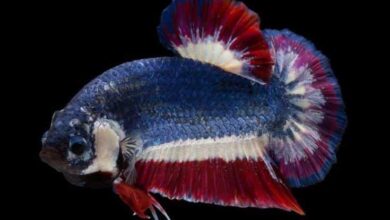 Photo of Types of Betta Fish: A Guide to Patterns, Colors, and More