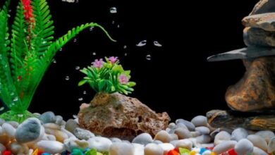 Photo of Aquarium Sand Vs Gravel: Which Substrate To Choose