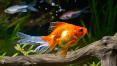 Photo of Do goldfish sleep? How to know and for how long