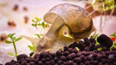 Photo of How to know if the snail in your aquarium is dead or just sleeping?