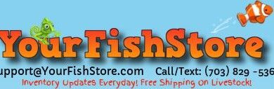 Photo of The best places to buy goldfish online