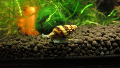 Photo of The best fish that eat snails for your aquarium