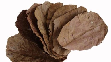 Photo of Catappa – Indian Almond Leaves: Benefits in the Aquarium