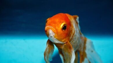 Photo of Goldfish Lifespan: 5 Tips to Influence Their Lifespan