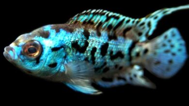 Photo of Jack Dempsey Fish – Rocio Octofasciata: How to care for this energetic cichlid