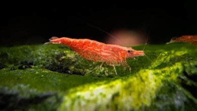 Photo of Cherry Shrimp – neocaridina heteropoda: Care Guide