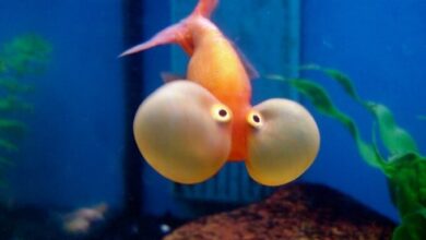Photo of Goldfish Bubble Eyes: Complete Care Guide