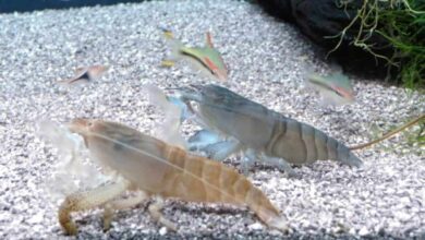 Photo of Vampire Shrimp (: Atya gabonensis): Aquarium Care Guide