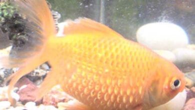 Photo of Dropsy in fish: guide on symptoms and treatment