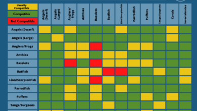 Photo of Aquarium compatibility chart for freshwater and saltwater fish