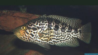 Photo of Guapote Jaguar Cichlid (Parachromis managuensis): Aquarium Care Guide