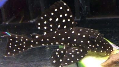 Photo of Snowball Pleco – Hypancistrus inspector: the complete guide