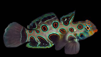 Photo of 31 colorful fish – a list of bright and beautiful species