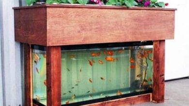 Photo of Aquaponics with Goldfish