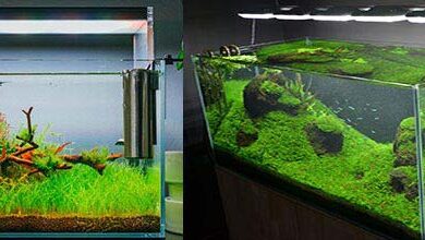 Photo of The Best Led Screens for Planted Aquarium