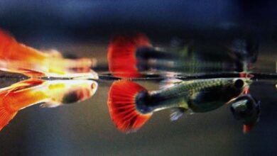 Photo of Smarter fish live longer
