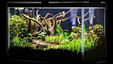 Photo of Nicrew ClassicLED – Review of Led light for aquariums