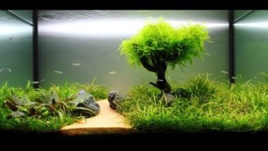Photo of aquarium plants for beginners