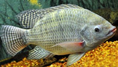 Photo of Tilapia fish in the aquarium: Care guide