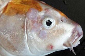 Photo of viral diseases of fish